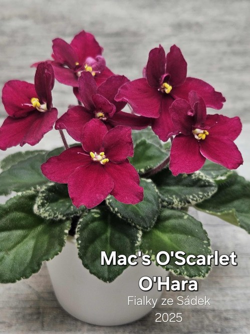 Mac's O'Scarlet O'Hara